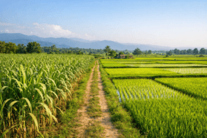 Terai soil agriculture in Uttarakhand